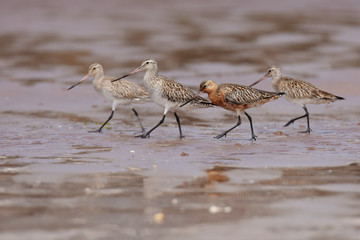 Bar-tailed Godwit, Limosa lapponica