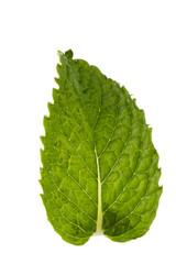 mint leaf