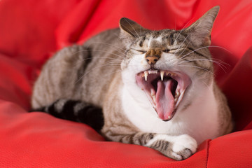 Fototapeta na wymiar Cat yawning 