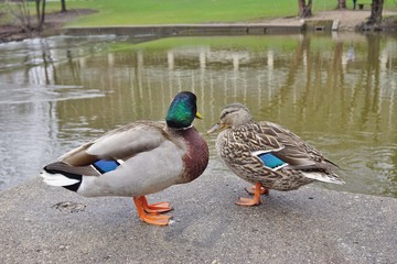 A mallard duck couple