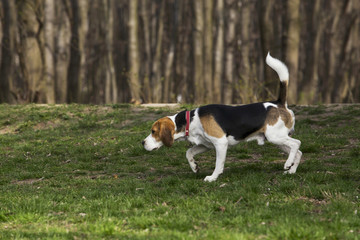 dog breed beagle