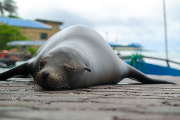 Fototapeta premium Sea Lion