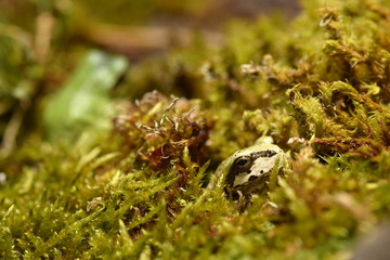 Frog in the moss