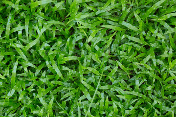 green grass turf