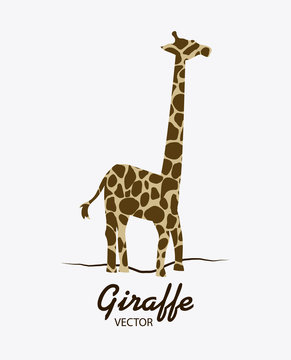 Giraffe icon. Animal design. Safari concept
