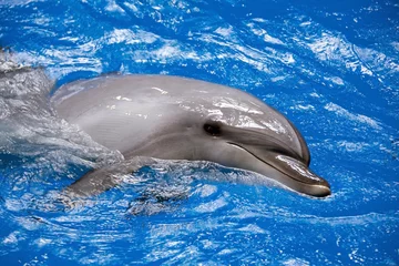 Crédence de cuisine en verre imprimé Dauphin Bottlenose Dolphin