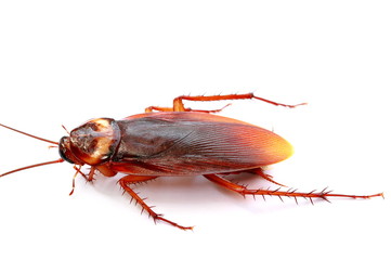 cockroach isolated on white background.