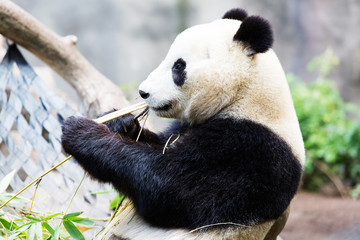 panda die bamboe eet