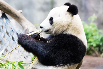 Tuinposter Panda panda die bamboe eet