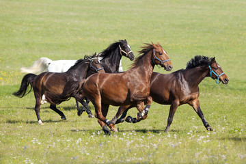 Horse gallop free outside on meadow