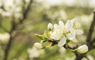 Spring flower to cherries in garden