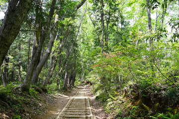 Fototapeta premium 新緑の森 山道 登山道