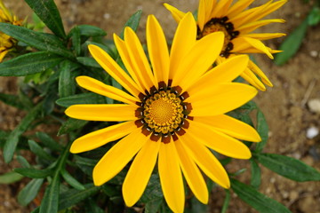 キンセンカ　カレンデュラ　ガザニア