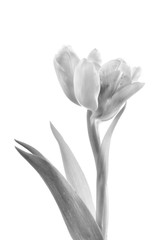 Close up Black and White flower on white background