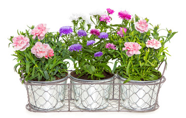 Aster and Dianthus flowers potted in metal flowerpots.
