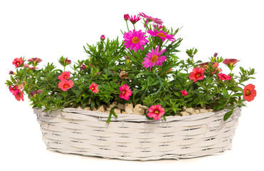 Daisies and Petunia flowers in a white basket.