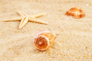 Summer background for summer time. 