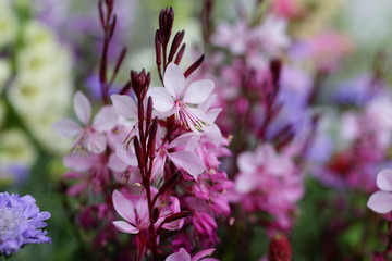 ガウラ　ピンクの花　小さい花
