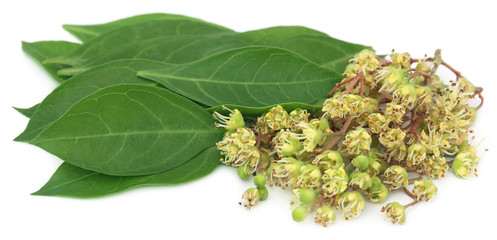 Ayurvedic henna flower with leaves