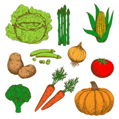 Colorful sketch of autumn fresh vegetables