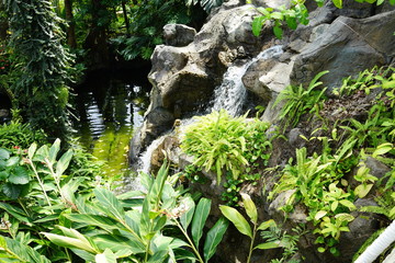 滝　熱帯雨林　水辺　池