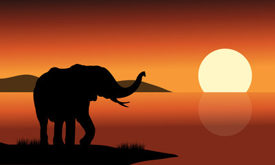 Silhouette of one elephant in beach