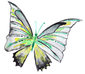 Abstract Watercolor hand drawn butterfly