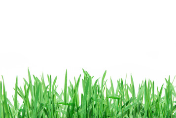 fresh green grass on white background