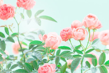 Panele Szklane Podświetlane  słodkie różowe kwiaty róży dla miłości romans tło