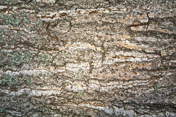 Background texture of tree bark. Skin the bark of a tree that tr