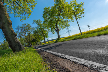 Laqndstraße Allee nach Göllheim in der Pfalz