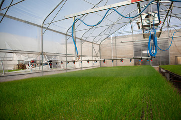 Obraz premium Greenhouse watering system in action