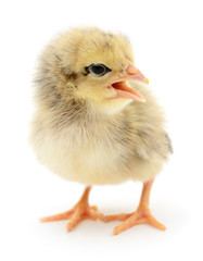 Small yellow chicken.