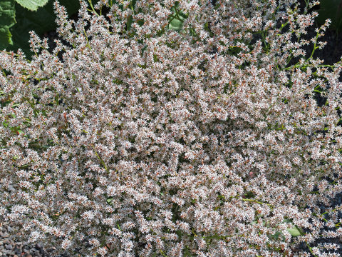 Strandflieder, Limoneum