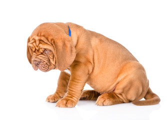 Bordeaux puppy dog sitting in profile and looking down. isolated