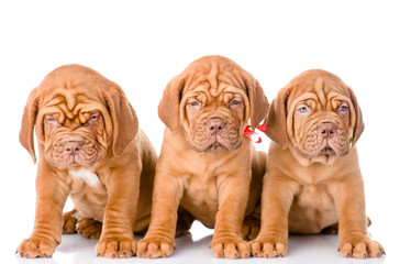 Obraz premium Group Bordeaux puppy dog sitting in front. isolated on white bac