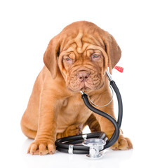Bordeaux puppy with stethoscope on his neck. isolated on white b