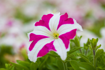 Image full of colourful petunia Petunia hybrida flowers