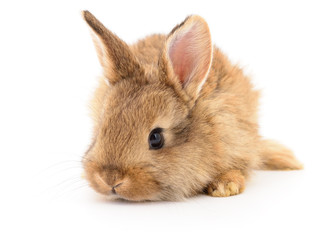 Brown rabbit on white.