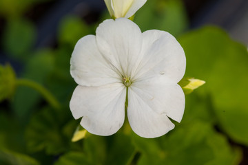 Obraz na płótnie Canvas One flower white colour on green natural background.