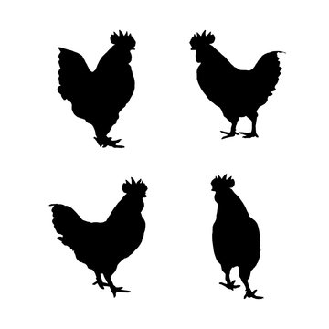 Vector image of an chicken on a white background.