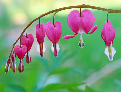 A branch of bleeding heart flowers