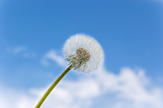Fototapeta Dandelion against the sky
