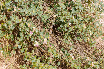 Wild flowers capers