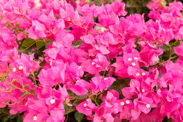 Background from  bougainvilleas with small white flowers