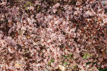 Small white flowers on plum tree