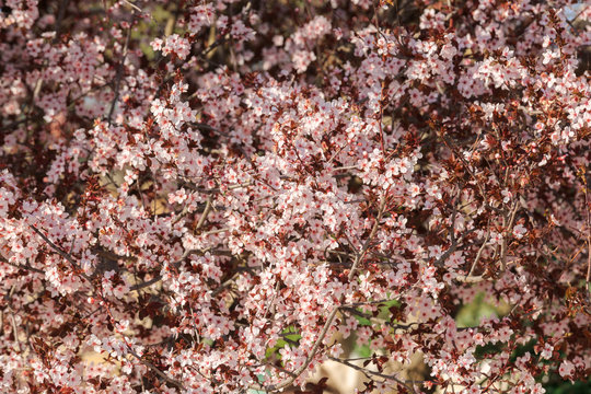 Small White Flowers On Plum Tree