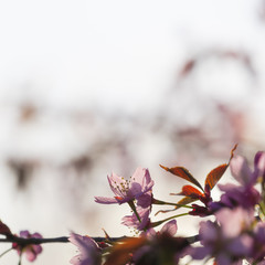 Cherry tree blossom in Helsinki