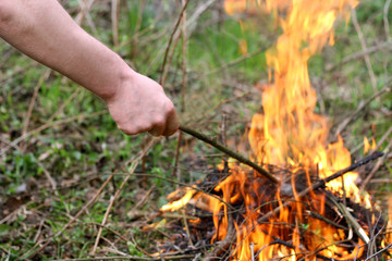 Fire in the forest.