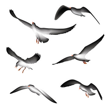 flying birds,  illustration isolated on white background.